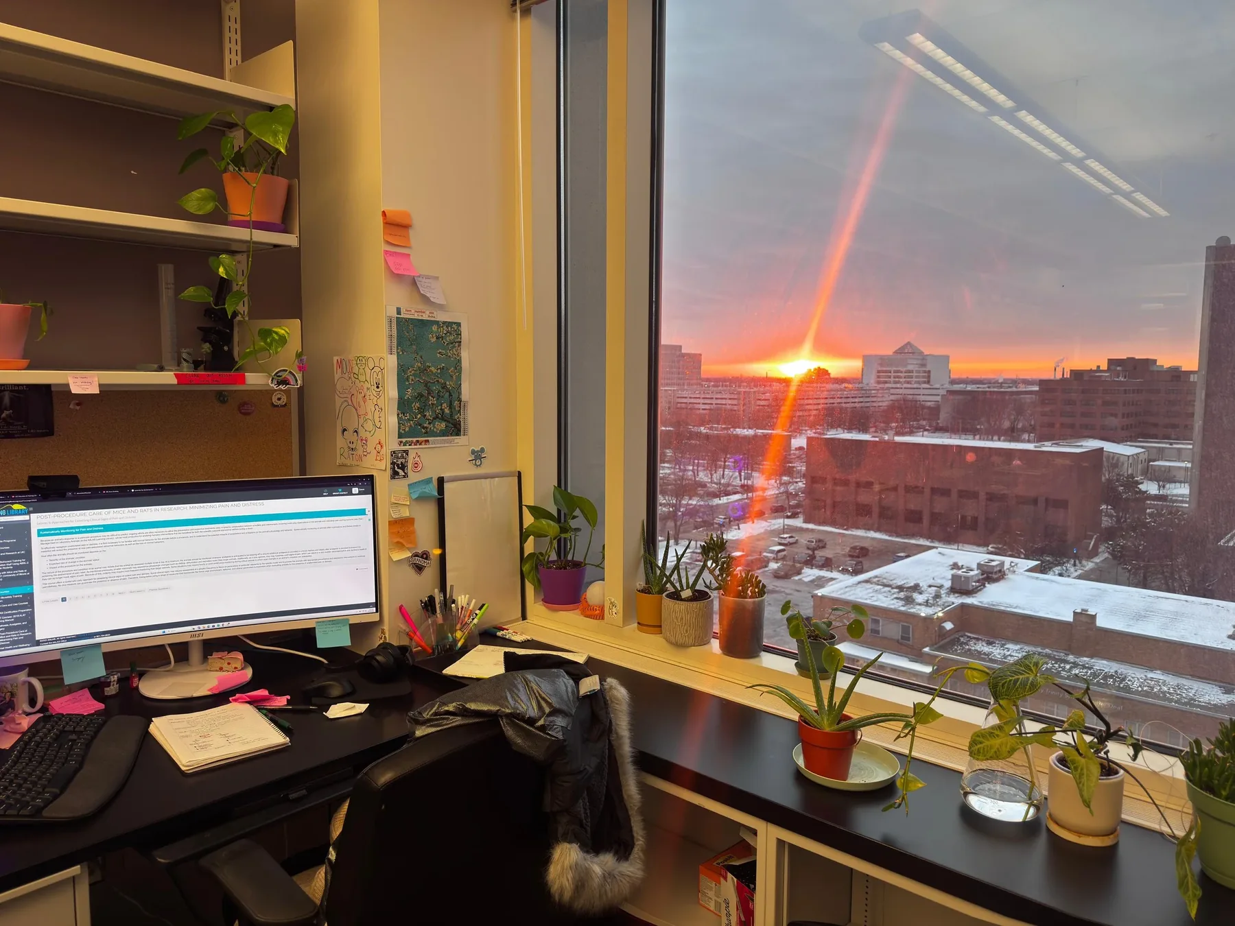 Lab office desks with plants and monitors at sunset