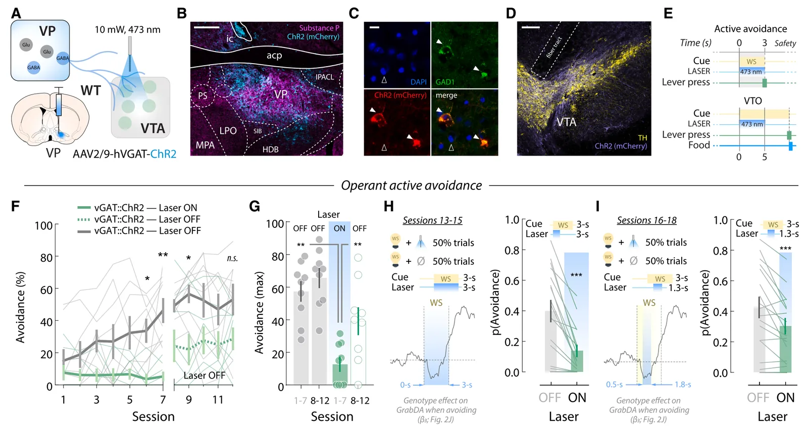 Figure from the 2026 Cell Reports paper on midbrain endocannabinoids and action selection