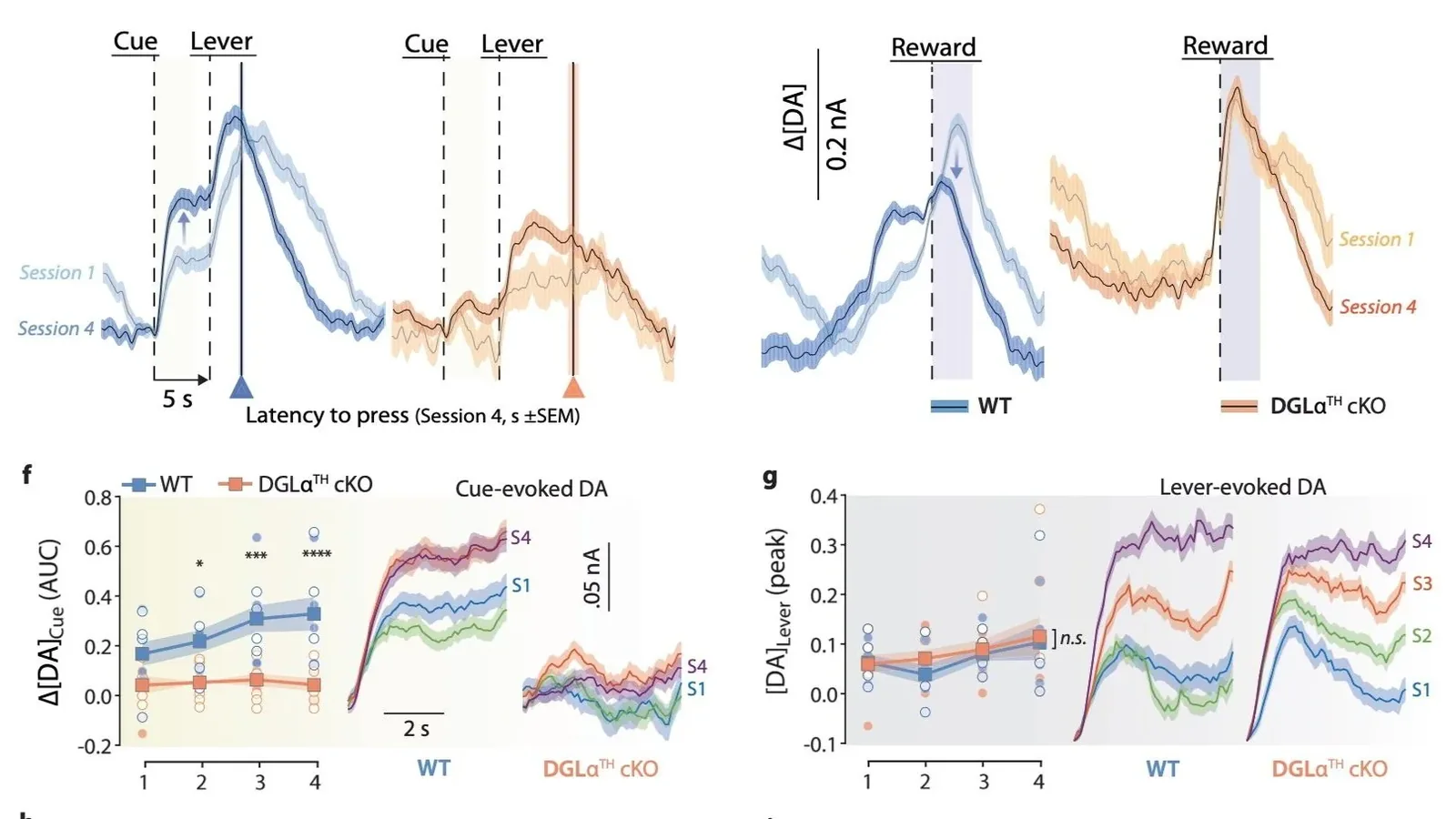 Figure from the 2023 Nature Communications paper showing cue- and reward-evoked dopamine signals